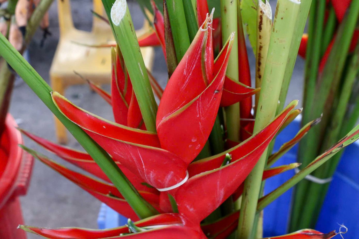 "Hoa chuối đợt này có 2 loại, hoa chuối rừng thường gặp có bắp giống hoa chuối thông thường nhưng màu sắc tươi tắn và bông đẹp hơn, loại thứ hai là hoa chuối mỏ phượng với những bông hoa nhỏ mọc thành chùm đỏ rực, đầu hơi vàng và có hình giống mỏ phượng", ông Hùng cho biết.