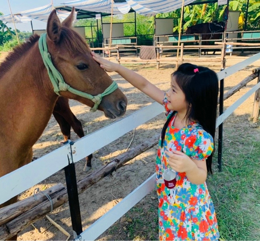 Những chú ngựa rất thích được vuốt ve