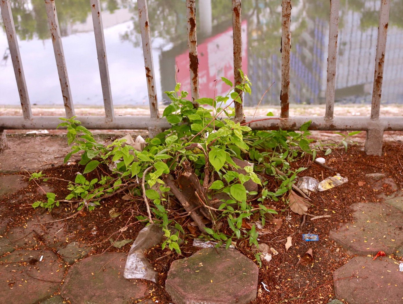 Nhiều nơi, chỉ còn mỗi phần gốc cụt ngủn.