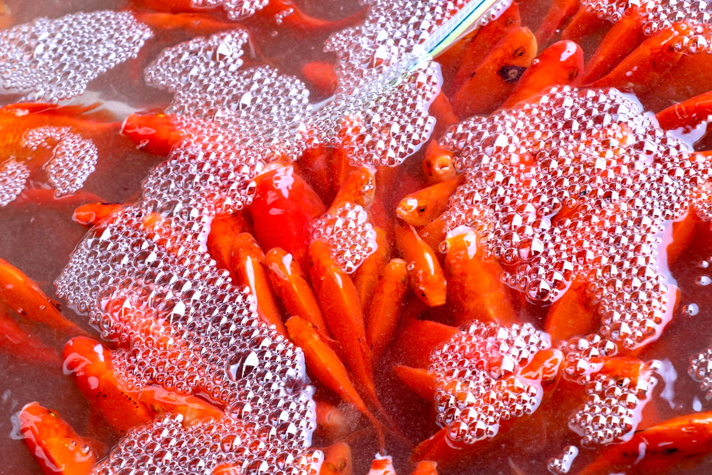 Sau khi mua cá về nên để cá vào chậu hoặc bình nước có chứa nước hồ, nước giếng để cá thích nghi, không nên cho cá vào nước máy vì nước máy chứa nhiều clo dễ làm chết cá.