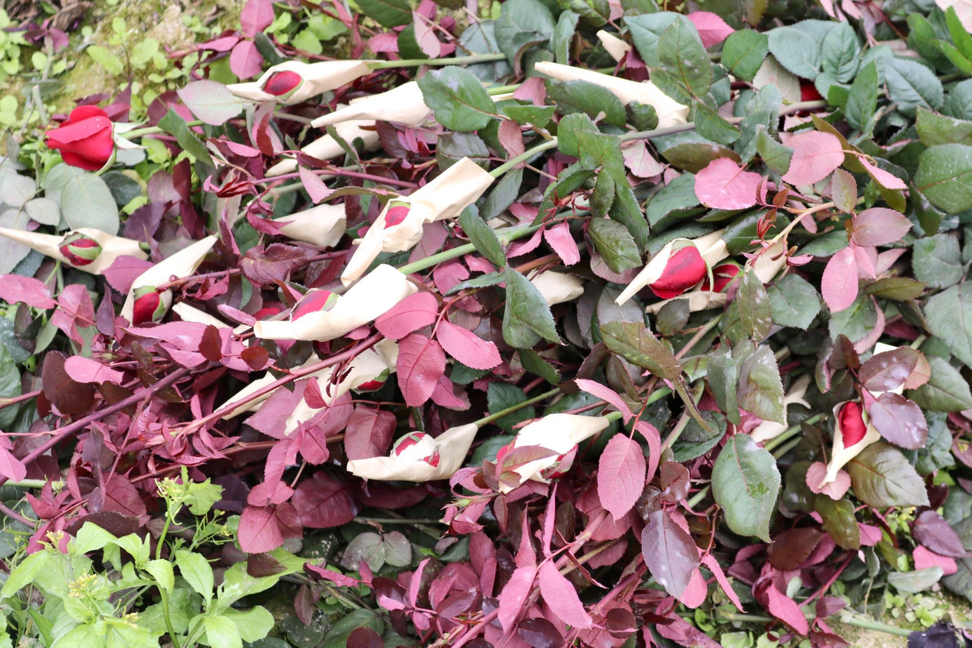 Những bông hồng đến độ thu hoạch sẽ "xé" giấy và chồi ra một phần. Theo người trồng hoa cho biết những bông hoa này đem về cắm nước thì khoảng 2-3 ngày là sẽ nở đẹp. Những bông hồng đến độ thu hoạch sẽ "xé" giấy và chồi ra một phần. Theo người trồng hoa cho biết những bông hoa này đem về cắm nước thì khoảng 2-3 ngày là sẽ nở đẹp.