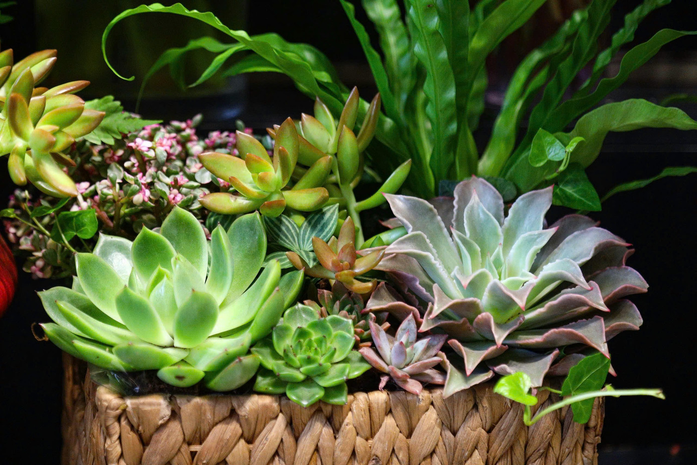 Sen đá cũng là mặt hàng mà cửa hàng bày bán nhiều với đa dạng chủng loại, kích thước và giá thành, phù hợp với nhiều phân khúc khách hàng. Anh Duy Nam (quản lý cửa hàng hoa) trên phố Hai Bà Trưng cho biết: "Năm nay sen đá rất được ưa chuộng vì vẻ đẹp độc đáo và sức sống bền bỉ của loại cây này". Sen đá cũng là mặt hàng mà cửa hàng bày bán nhiều với đa dạng chủng loại, kích thước và giá thành, phù hợp với nhiều phân khúc khách hàng. Anh Duy Nam (quản lý cửa hàng hoa) trên phố Hai Bà Trưng cho biết: "Năm nay sen đá rất được ưa chuộng vì vẻ đẹp độc đáo và sức sống bền bỉ của loại cây này".