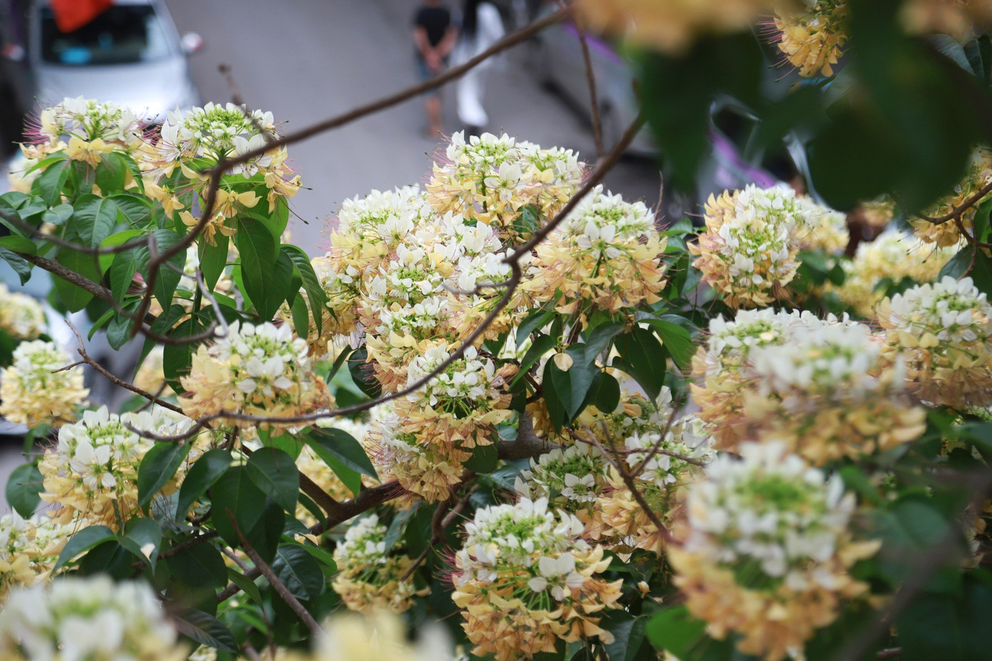 Hoa bún chỉ nở duy nhất một lần trong năm vào mỗi đợt cuối tháng 3 hoặc đầu tháng 4 và sau một tháng, hoa sẽ tàn.