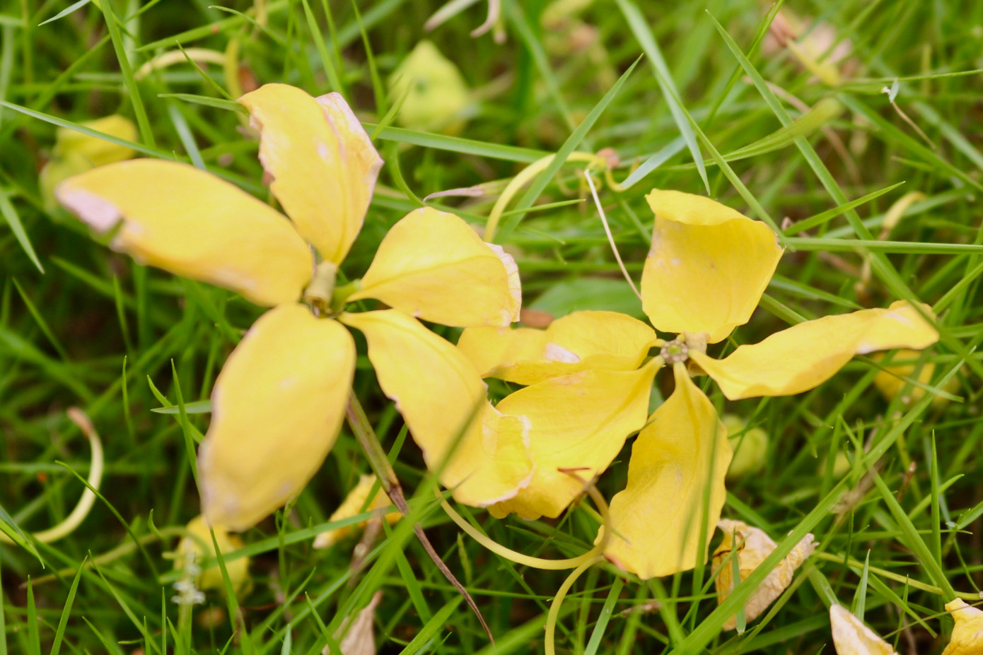 Mùa hoa muồng hoàng yến thường kéo dài khoảng 2 tháng. Mùa hoa muồng hoàng yến thường kéo dài khoảng 2 tháng.