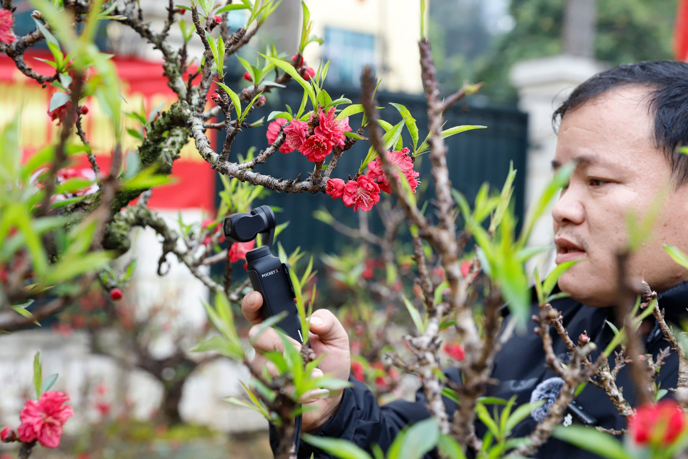 Đây là loại đào kén người chơi. Đối tượng khách hàng tới thuê hoặc mua cây thường là những người chơi đào chính hiệu, am hiểu về giống đào thất thốn hoặc những đại gia sẵn sàng chi trả số tiền lớn để sở hữu.
