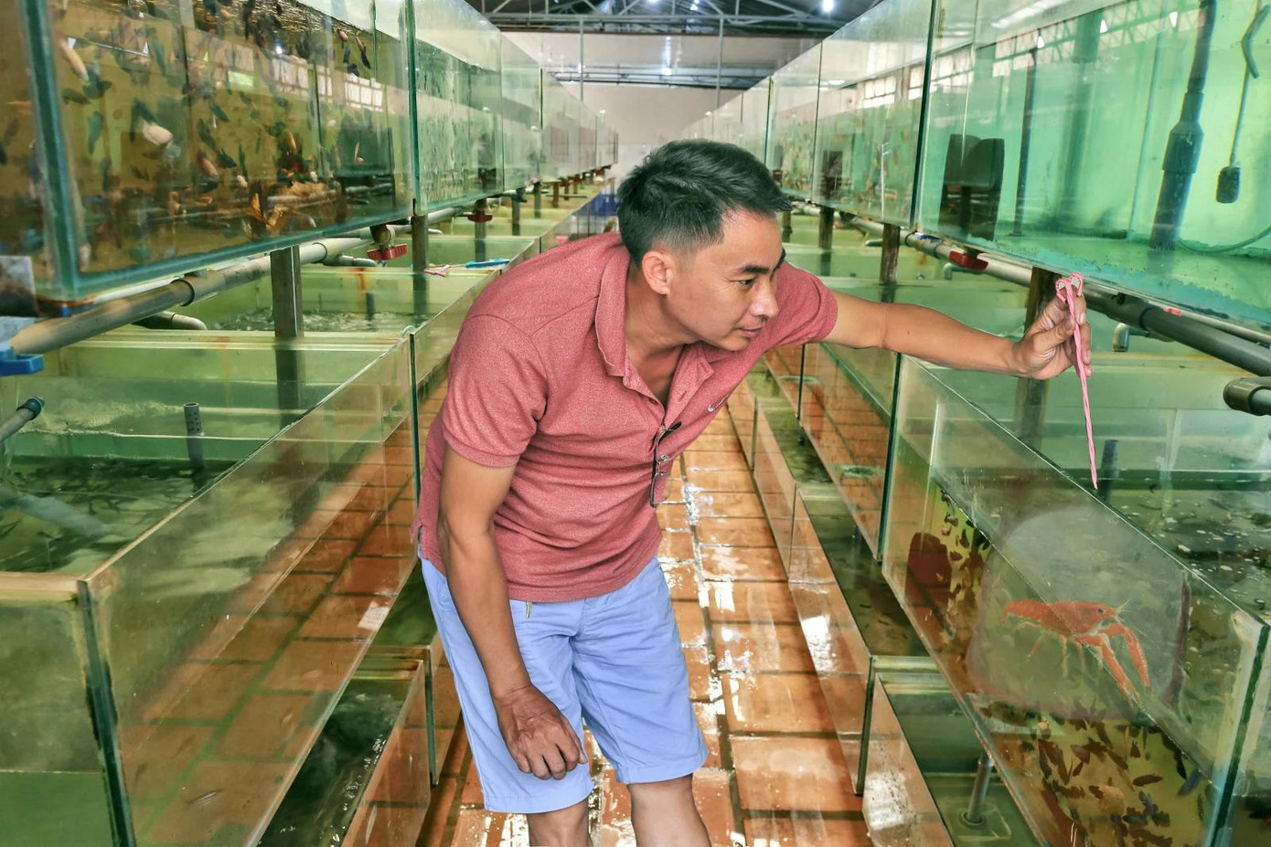 Anh Nguyễn Trọng Dương đã trở thành nghệ nhân nhờ đam mê cá cảnh. Anh Nguyễn Trọng Dương, Phó Chủ tịch Hội cá cảnh tỉnh, chủ cửa hàng cá cảnh Đồng Thị (phường Bình Nhâm, TP Thuận An) được UBND tỉnh Bình Dương công nhận là nghệ nhân thuộc ngành nghề nuôi cá cảnh. Ảnh: Thoại Phương - Hải Dương (Báo Bình Dương). Anh Nguyễn Trọng Dương đã trở thành nghệ nhân nhờ đam mê cá cảnh. Anh Nguyễn Trọng Dương, Phó Chủ tịch Hội cá cảnh tỉnh, chủ cửa hàng cá cảnh Đồng Thị (phường Bình Nhâm, TP Thuận An) được UBND tỉnh Bình Dương công nhận là nghệ nhân thuộc ngành nghề nuôi cá cảnh. Ảnh: Thoại Phương - Hải Dương (Báo Bình Dương).