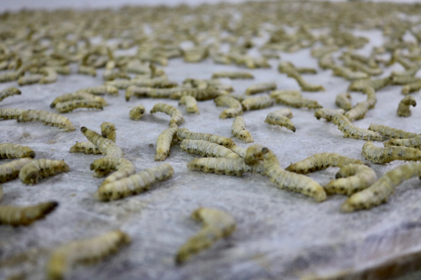 Tại xưởng nhà bà Phan Thị Thuận - một nghệ nhân có tiếng trong làng nghề - còn nuôi được các "thợ dệt tằm". Những con tằm ở đây không quấn tổ kén như thường mà chúng sẽ tự dệt chăn bông. Bà Thuận cho biết: "Thông thường trong quá trình trưởng thành và đến một độ nhất định con tằm sẽ bắt đầu quấn kén, nhưng ở đây chúng tôi sẽ 'huấn luyện' để cho chúng không quấn kén mà vẫn tiếp tục nhả tơ. Những sợi tơ đấy sẽ kết dính vào nhau hết lớp này đến lớp khác. Sau khi dệt liên tục trong vòng 4 ngày thì hết tơ chúng sẽ lột xác thành con nhộng. Khi đó chúng ta sẽ có thể thu hoạch những con nhộng đó để làm giống cho những vụ tiếp theo hoặc làm thực phẩm". Tại xưởng nhà bà Phan Thị Thuận - một nghệ nhân có tiếng trong làng nghề - còn nuôi được các "thợ dệt tằm". Những con tằm ở đây không quấn tổ kén như thường mà chúng sẽ tự dệt chăn bông. Bà Thuận cho biết: "Thông thường trong quá trình trưởng thành và đến một độ nhất định con tằm sẽ bắt đầu quấn kén, nhưng ở đây chúng tôi sẽ 'huấn luyện' để cho chúng không quấn kén mà vẫn tiếp tục nhả tơ. Những sợi tơ đấy sẽ kết dính vào nhau hết lớp này đến lớp khác. Sau khi dệt liên tục trong vòng 4 ngày thì hết tơ chúng sẽ lột xác thành con nhộng. Khi đó chúng ta sẽ có thể thu hoạch những con nhộng đó để làm giống cho những vụ tiếp theo hoặc làm thực phẩm".