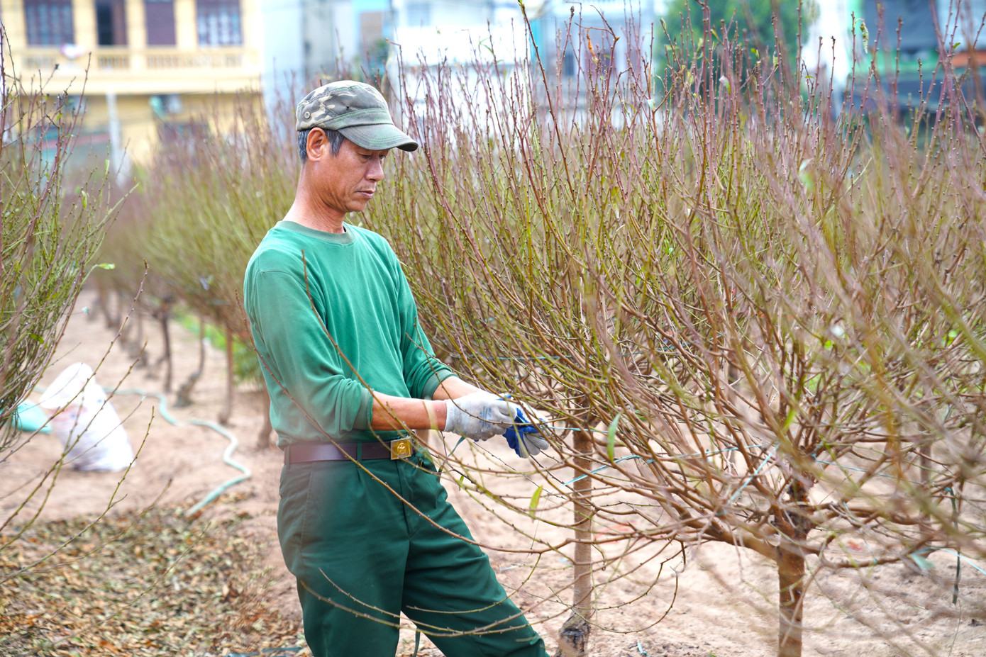Người trồng đào cho biết đây là thời điểm rất quan trọng cho việc chăm sóc đào. Mỗi gia đình hầu như có mặt ở vườn cả ngày, khi tưới nước, lúc tuốt lá... Đặc biệt là phải tập trung theo dõi thời tiết. Chỉ mong thời tiết cuối năm thuận lợi hơn, đừng quá ấm nếu không hoa đào sẽ nở trước Tết.
