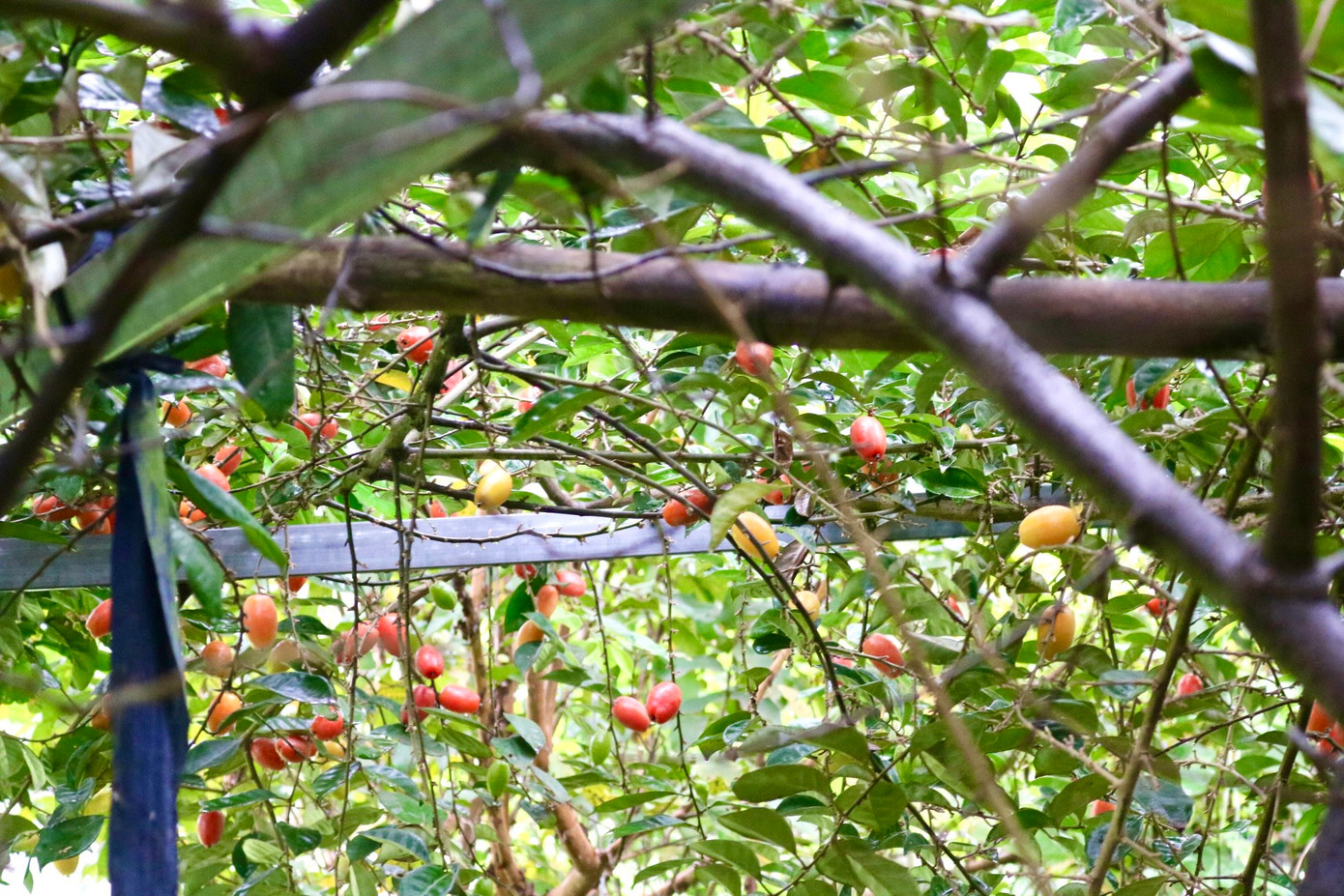 Theo chu kỳ phát triển của cây nhót, tầm khoảng đầu tháng 2 âm lịch đã bắt đầu có quả chín để thu hoạch. Theo chu kỳ phát triển của cây nhót, tầm khoảng đầu tháng 2 âm lịch đã bắt đầu có quả chín để thu hoạch.