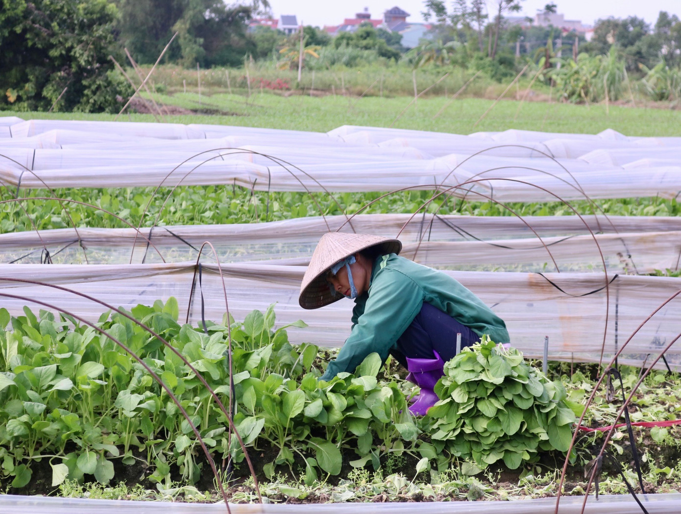 Bà Đỗ Thị Cảnh (52 tuổi, xã Tiền Phong) cho biết ngoài canh tác rau ở xã thì gia đình bà có thuê thêm 2 sào tại xã Nam Hồng để canh tác trồng cải ngọt. Theo bà Cảnh, bình thường mỗi sào có thể cho thu hoạch từ 7-8 tạ một vụ nhưng đợt này mưa lũ nhiều mỗi sào chỉ cho thu hoạch khoảng 2 tạ. Khu vực này thì không ngập nhưng gió tạt mạnh cây tan tác hết, thêm vào đó mưa to nhiều ngày, đất úng nên chúng tôi phải tranh thủ thu hoạch sớm để "vớt vát" được tí nào hay tí đó chứ thực ra lứa này phải 1 tuần nữa mới thu hoạch được", bà Cảnh cho hay. Bà Đỗ Thị Cảnh (52 tuổi, xã Tiền Phong) cho biết ngoài canh tác rau ở xã thì gia đình bà có thuê thêm 2 sào tại xã Nam Hồng để canh tác trồng cải ngọt. Theo bà Cảnh, bình thường mỗi sào có thể cho thu hoạch từ 7-8 tạ một vụ nhưng đợt này mưa lũ nhiều mỗi sào chỉ cho thu hoạch khoảng 2 tạ. Khu vực này thì không ngập nhưng gió tạt mạnh cây tan tác hết, thêm vào đó mưa to nhiều ngày, đất úng nên chúng tôi phải tranh thủ thu hoạch sớm để "vớt vát" được tí nào hay tí đó chứ thực ra lứa này phải 1 tuần nữa mới thu hoạch được", bà Cảnh cho hay.