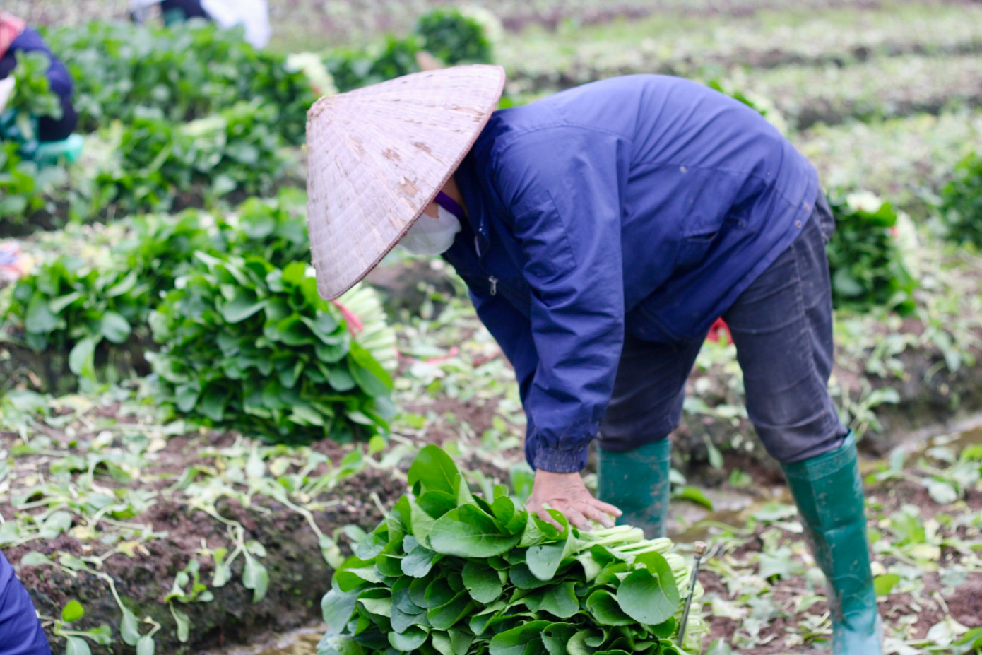 Tại xã Tiền Phong, rau được trồng quanh năm và thời gian thu hoạch ngắn. Đối với cải ngọt chỉ cần 30 - 35 ngày là có thể thu hoạch được, còn su hào khoảng 75 ngày, bắp cải khoảng 90 ngày,... Tại xã Tiền Phong, rau được trồng quanh năm và thời gian thu hoạch ngắn. Đối với cải ngọt chỉ cần 30 - 35 ngày là có thể thu hoạch được, còn su hào khoảng 75 ngày, bắp cải khoảng 90 ngày,...