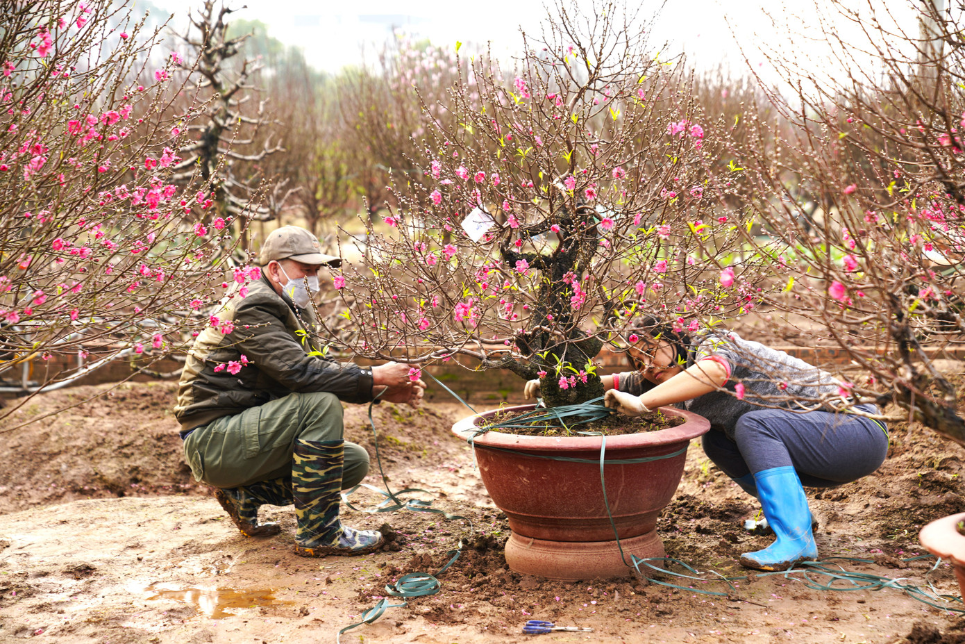 Theo một chủ vườn tại Phú Thượng cho biết, năm nay thời tiết thuận lợi nên cây đẹp, chăm sóc dễ vì vậy giá cả cũng hợp lý. Trừ các khoản chi phí thì số tiền thu về cũng được coi là khấm khá hơn các năm trước.