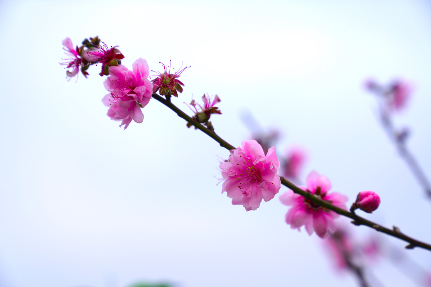 Những bông đào khoe sắc thắm làm rực hồng cả một khoảng rộng dưới chân cầu Nhật Tân.