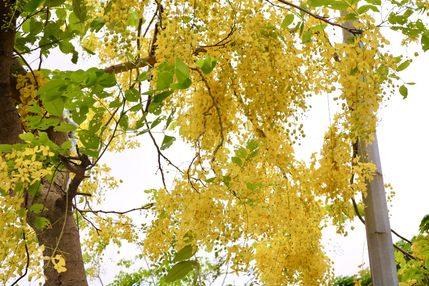 Những chùm hoa lớn vàng rực bung nở có độ dài khoảng 20 - 40 cm khoe mình dưới nắng hè, điểm tô cho vẻ đẹp phố phường Hà Nội. Những chùm hoa lớn vàng rực bung nở có độ dài khoảng 20 - 40 cm khoe mình dưới nắng hè, điểm tô cho vẻ đẹp phố phường Hà Nội.