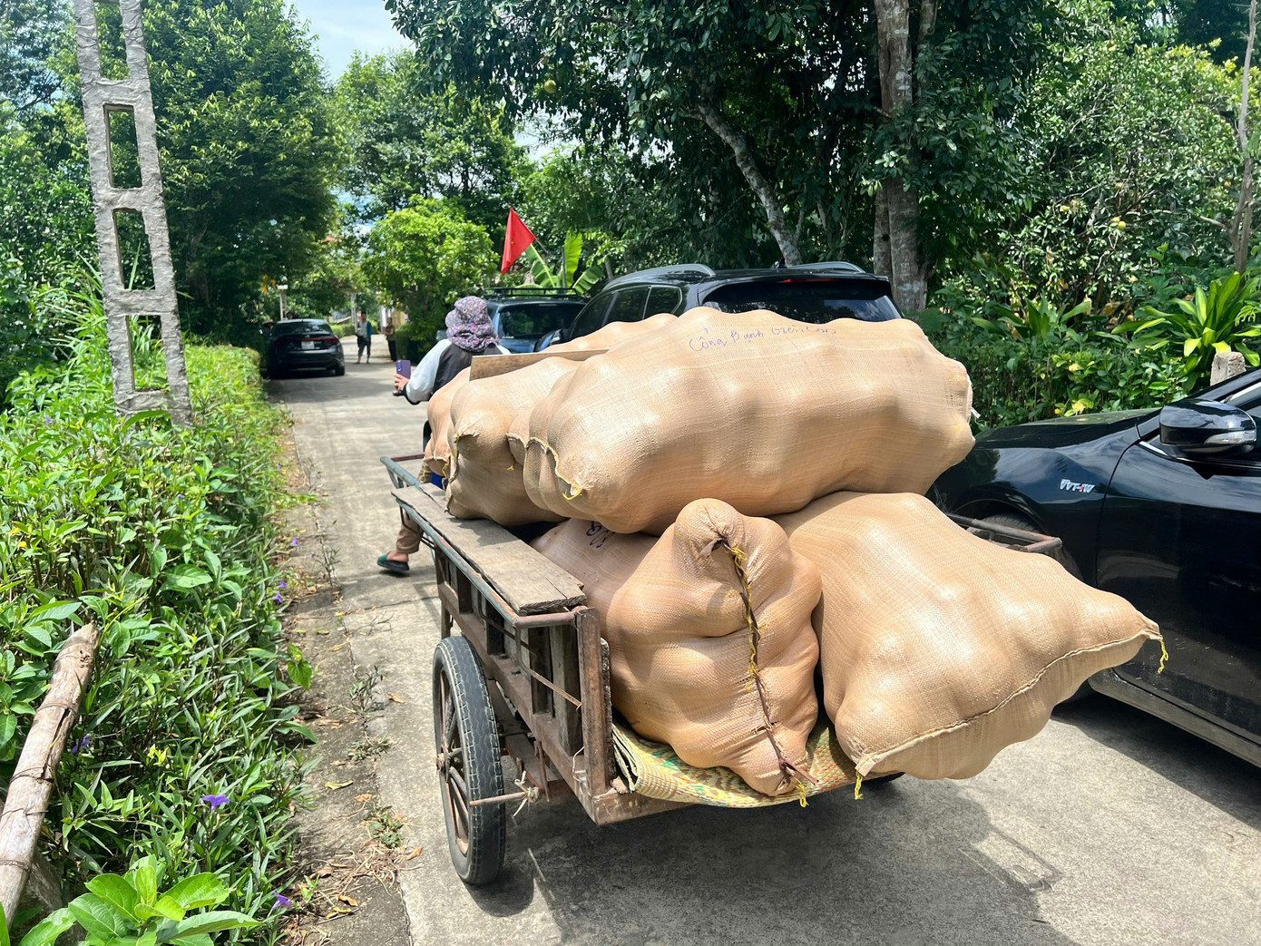 Theo chị Nguyệt, sản lượng bưởi năm nay kém do chịu ảnh hưởng nhiều từ thời tiết. Bưởi ra hoa đúng đợt mưa bão nên bị rụng nhiều. Ảnh: Người dân vận chuyển bưởi đi bán