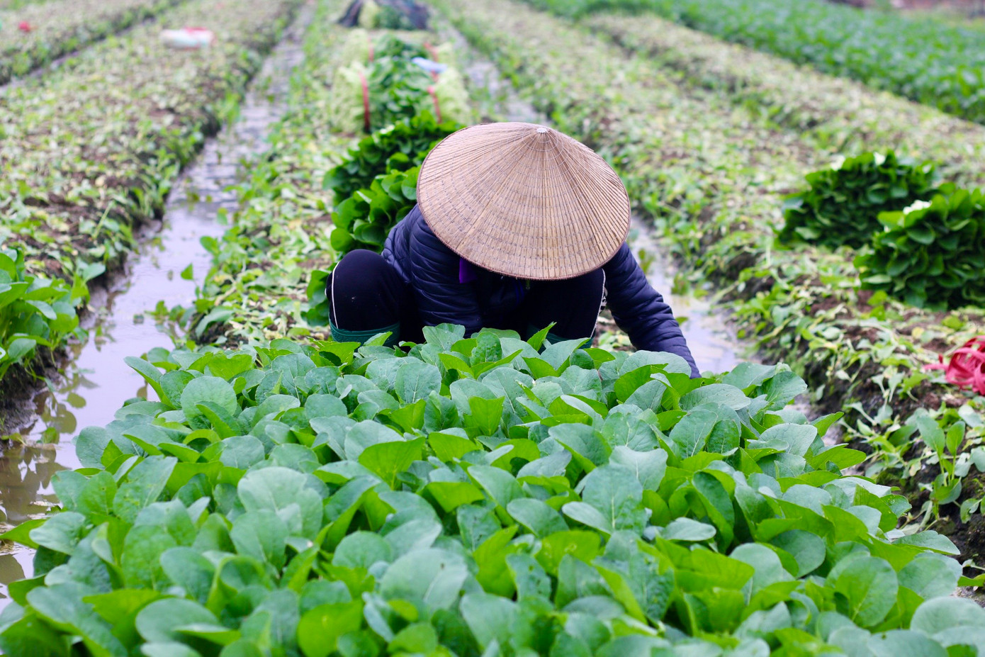 Theo người dân chia sẻ, giá rau cải bán sỉ tại ruộng hiện tại rơi vào khoảng 6.000 - 7.000 đồng/kg. Theo người dân chia sẻ, giá rau cải bán sỉ tại ruộng hiện tại rơi vào khoảng 6.000 - 7.000 đồng/kg.