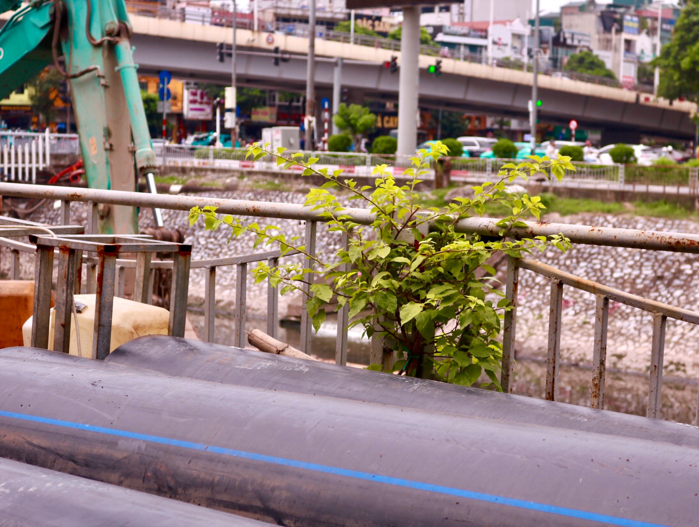 Cành lá còi cọc.