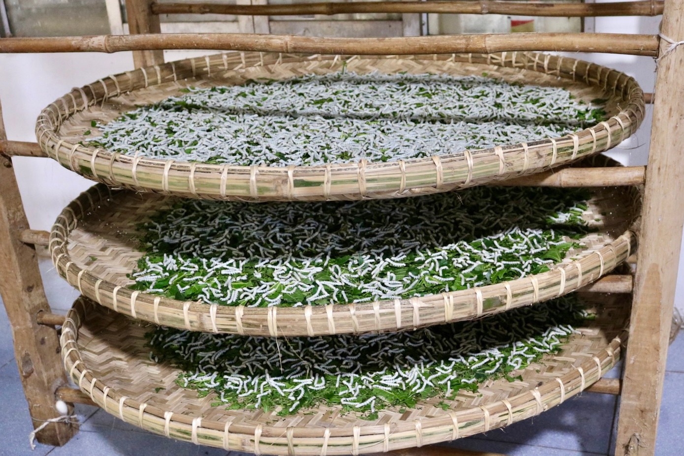 Thổ nhưỡng, khí hậu Phùng Xá được dòng sông Đáy ưu ái nên những bãi dâu ven bờ sông cứ thế tốt tươi, trở thành nguồn nguyên liệu sạch cung cấp thức ăn cho việc nuôi tằm mỗi ngày. Thổ nhưỡng, khí hậu Phùng Xá được dòng sông Đáy ưu ái nên những bãi dâu ven bờ sông cứ thế tốt tươi, trở thành nguồn nguyên liệu sạch cung cấp thức ăn cho việc nuôi tằm mỗi ngày.