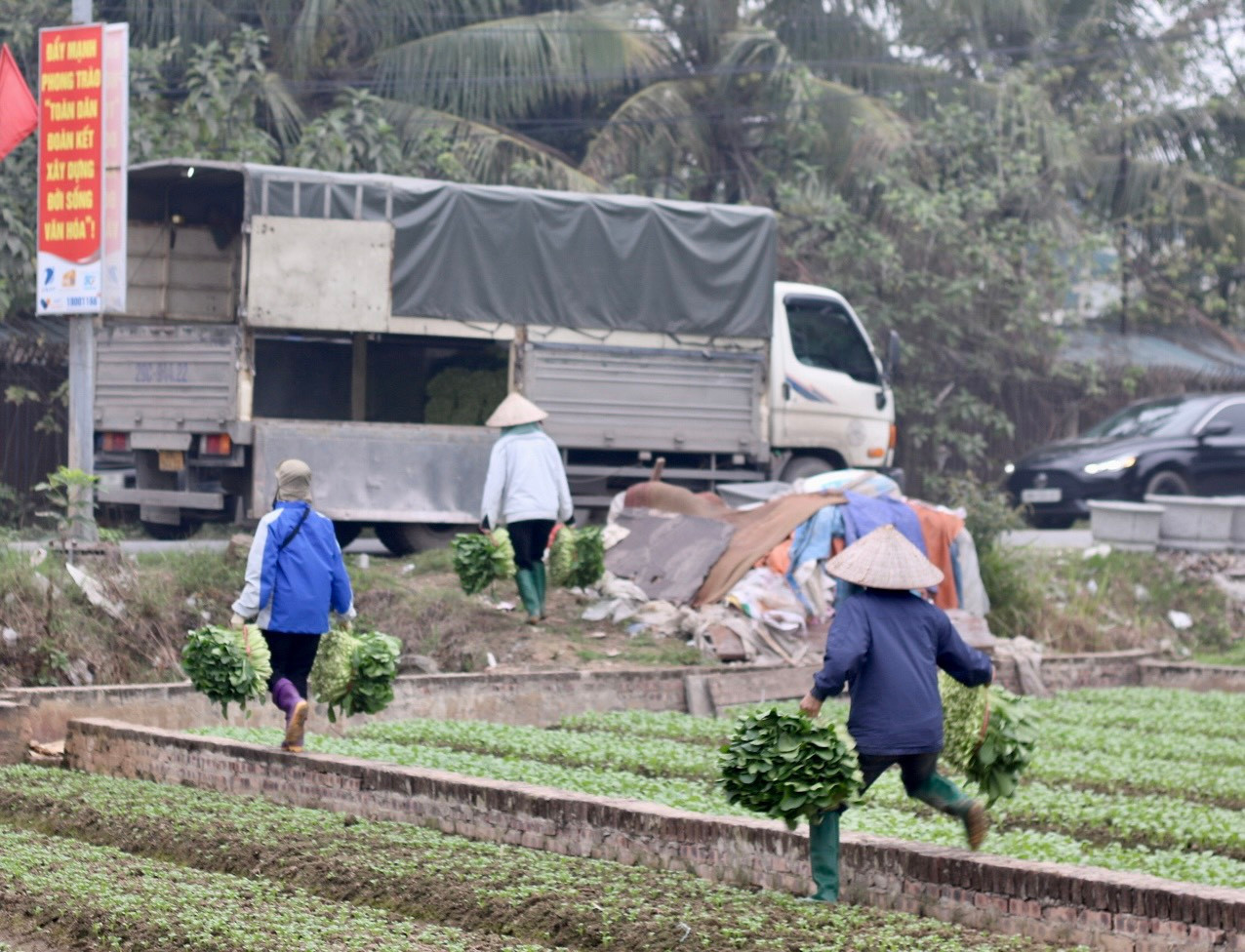 Chị Mạc Kim Tuyến cho biết năm nay gia đình chị trồng được gần 2 mẫu gồm nhiều loại cải chíp, cải thìa, cải ngồng,... mỗi sào dự thu được từ 7 đến 9 tạ rau, nếu giá bán ổn định, gia đình có thể thu nhập 5 đến 6,5 triệu đồng. Chị Mạc Kim Tuyến cho biết năm nay gia đình chị trồng được gần 2 mẫu gồm nhiều loại cải chíp, cải thìa, cải ngồng,... mỗi sào dự thu được từ 7 đến 9 tạ rau, nếu giá bán ổn định, gia đình có thể thu nhập 5 đến 6,5 triệu đồng.