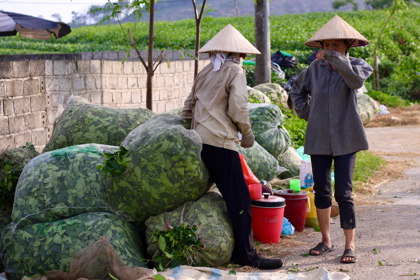 Một chủ thầu cho biết vụ thu hoạch lớp hai này có sản lượng cao nên thành ra phải thu hoạch từ từ vì nhà máy làm không kịp. Theo ông, một ngày công ty chè nhập về khoảng 100 tấn, nếu để lâu chè sẽ hỏng nên người dân không thu hoạch luôn một mạch mà vừa làm vừa đợi, lúc nào phía công ty thông báo thu hoạch thì người dân mới tiếp tục thu hoạch.
