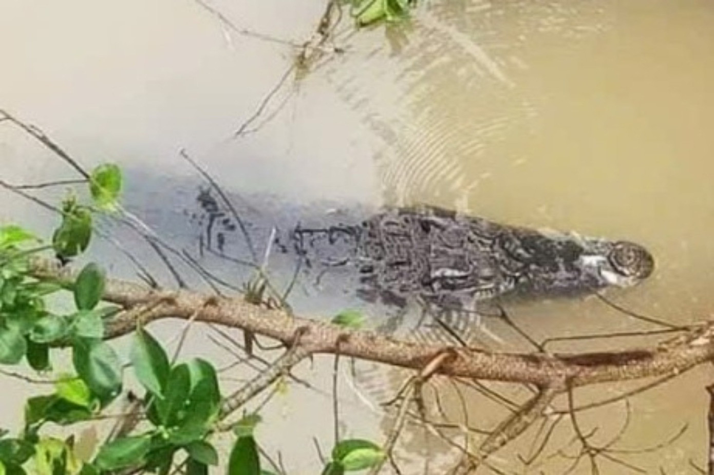 Con cá sấu dài khoảng 1m xuất hiện dưới kênh ở Long An. Ảnh: MĐ