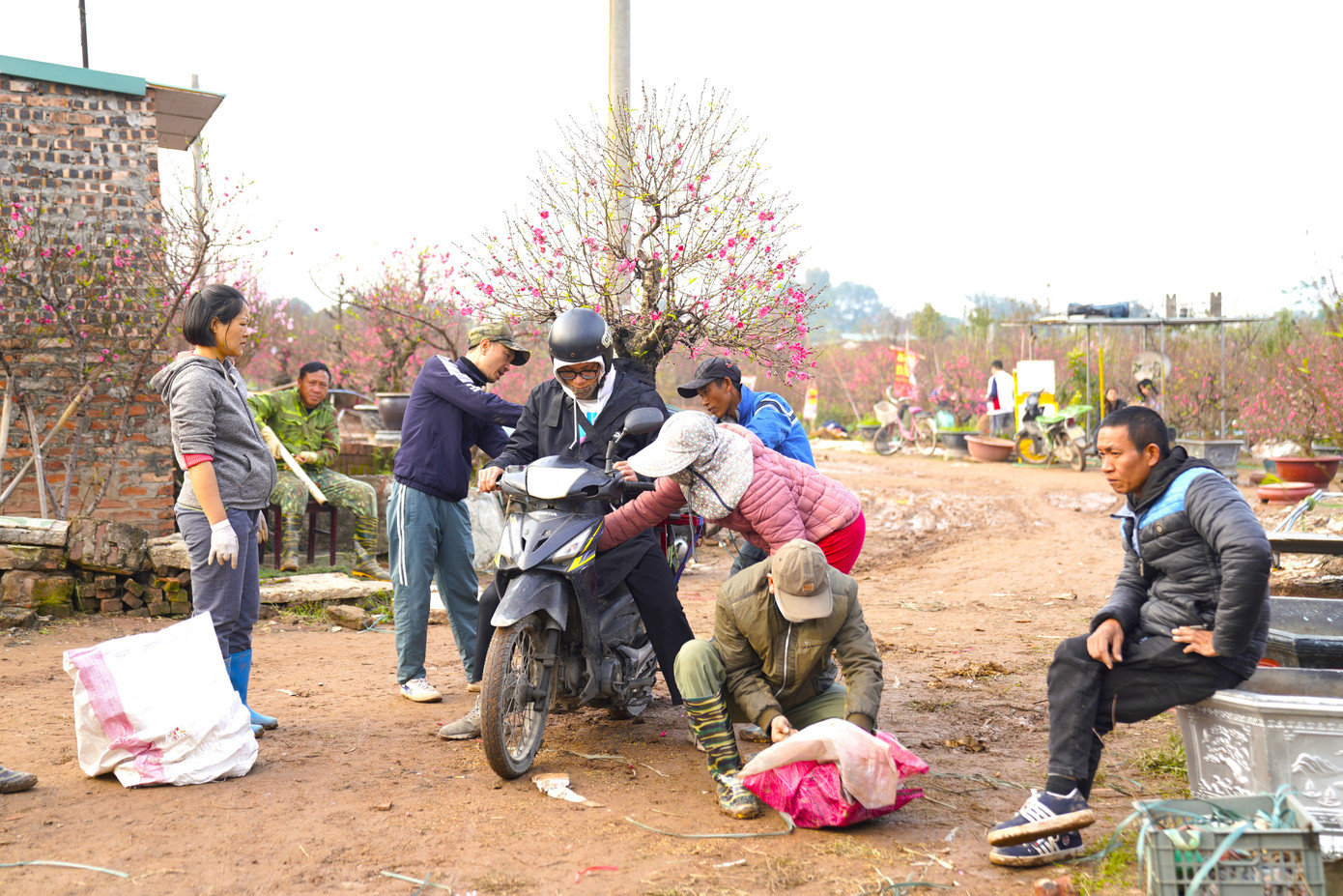 Những cây đào được vận chuyển bằng xe máy sẽ được cố định rất chắc chắn trên yên sau của xe.