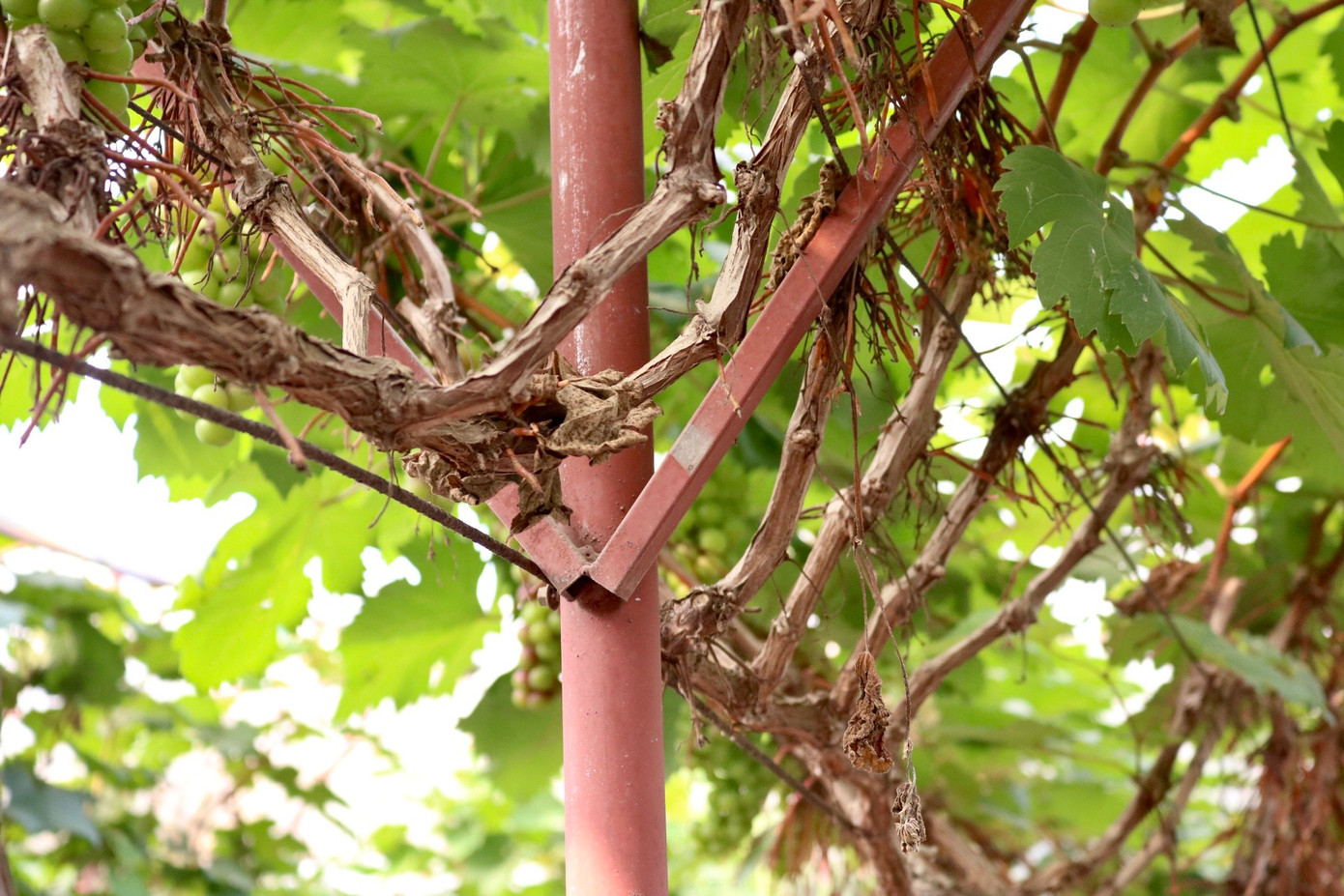 Theo chị Hạnh, gia đình bắt đầu chuyển qua mô hình trồng nho từ năm 2020 khi thấy việc trồng những giống hoa màu như trước không còn đem lại hiệu quả kinh tế cao: "Gia đình tôi đã đầu tư vào vườn nho này hơn 1 tỷ đồng vừa mua giống, vừa xây dựng hệ thống tưới tiêu cũng như là làm giàn cho nho leo... Do thời tiết miền bắc có nhiều đợt sương muối, mưa muối nên bắt buộc phải có mái che nếu không cây sẽ bị tụt lá, hỏng lá, thậm chí là chết cây".