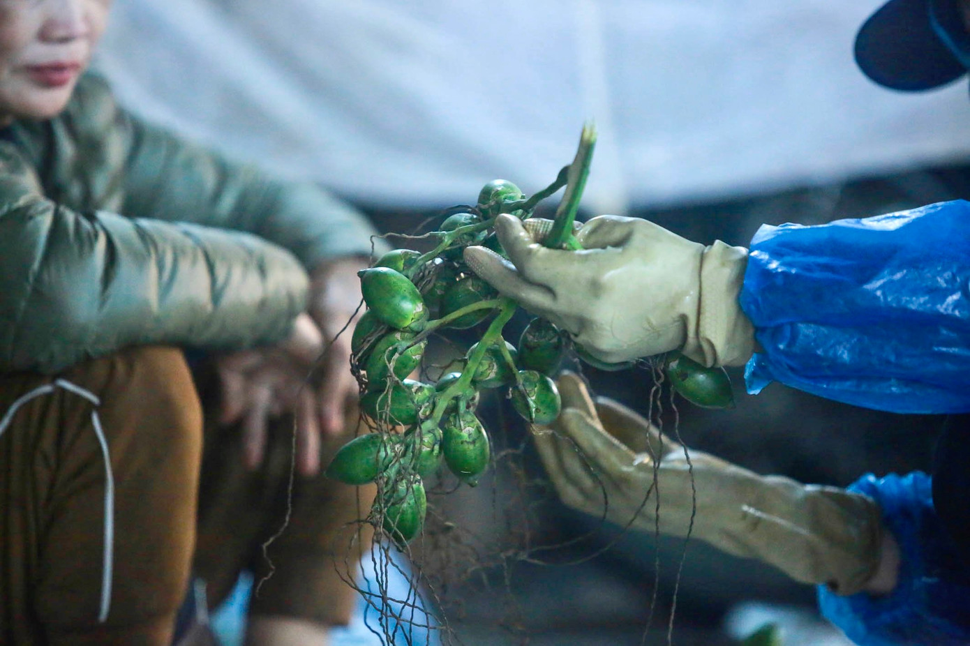 Trầu cau là vật phẩm không thể thiếu trong mâm lễ cúng.