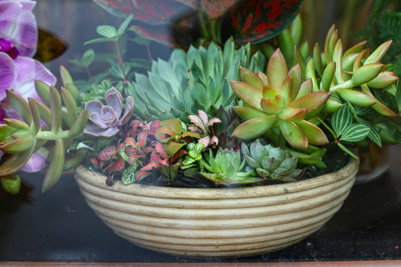 Theo anh Nam, sen đá có nhiều chủng loại với nhiều màu sắc. Mỗi lẵng sen đá cỡ vừa tại cửa hàng có giá dao động từ 3.000.000 - 5.000.000 đồng. Lẵng bé có giá từ 2.000.000 - 3.000.000 đồng. Có những chậu sen đá cao hơn 1 mét giá lên tới hàng chục triệu đồng. Chỉ tính riêng trong dịp lễ 20/10, cửa hàng đã nhận được hàng chục đơn đặt hàng cho những lẵng sen đá. Theo anh Nam, sen đá có nhiều chủng loại với nhiều màu sắc. Mỗi lẵng sen đá cỡ vừa tại cửa hàng có giá dao động từ 3.000.000 - 5.000.000 đồng. Lẵng bé có giá từ 2.000.000 - 3.000.000 đồng. Có những chậu sen đá cao hơn 1 mét giá lên tới hàng chục triệu đồng. Chỉ tính riêng trong dịp lễ 20/10, cửa hàng đã nhận được hàng chục đơn đặt hàng cho những lẵng sen đá.