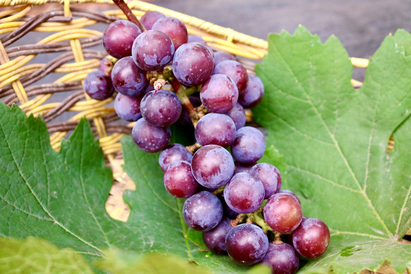 Nho bắt đầu chín từ khoảng giữa tháng 5, đến giữa tháng 6 là thời điểm nho chín rộ nhất và khi đó nhà vườn bắt đầu mở cửa đón khách. Vé vào cửa đối với người lớn là 30.000 đồng/người và trẻ em là 20.000 đồng/người. Khi đến với vườn nho, du khách sẽ được trải nghiệm tự tay cắt những chùm nho tươi sạch từ trên cây xuống và mua về làm quà nếu có nhu cầu.