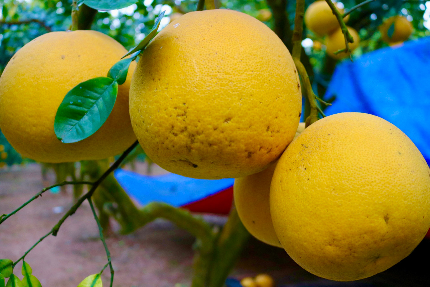 Người dân trồng bưởi năm hay rất phấn khởi vì bưởi được mùa được giá Người dân trồng bưởi năm hay rất phấn khởi vì bưởi được mùa được giá