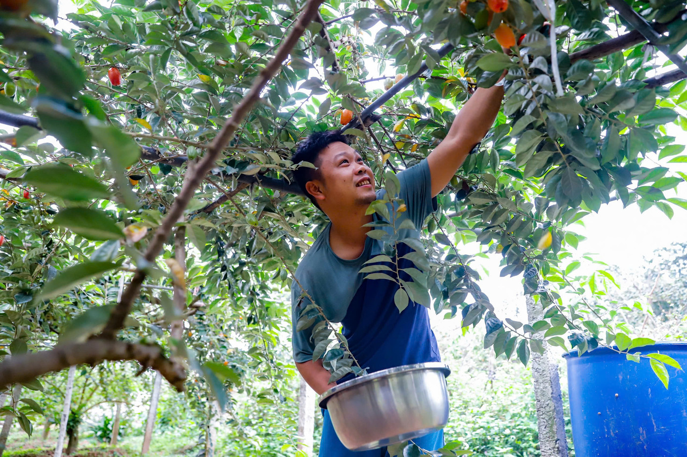 Theo ghi nhận tại thủ phủ nhót Dương Liễu và Hiệp Thuận, những ngày này, nhót chín đỏ khắp vườn, các chủ vườn đã bắt đầu hái để cung cấp ra thị trường.
