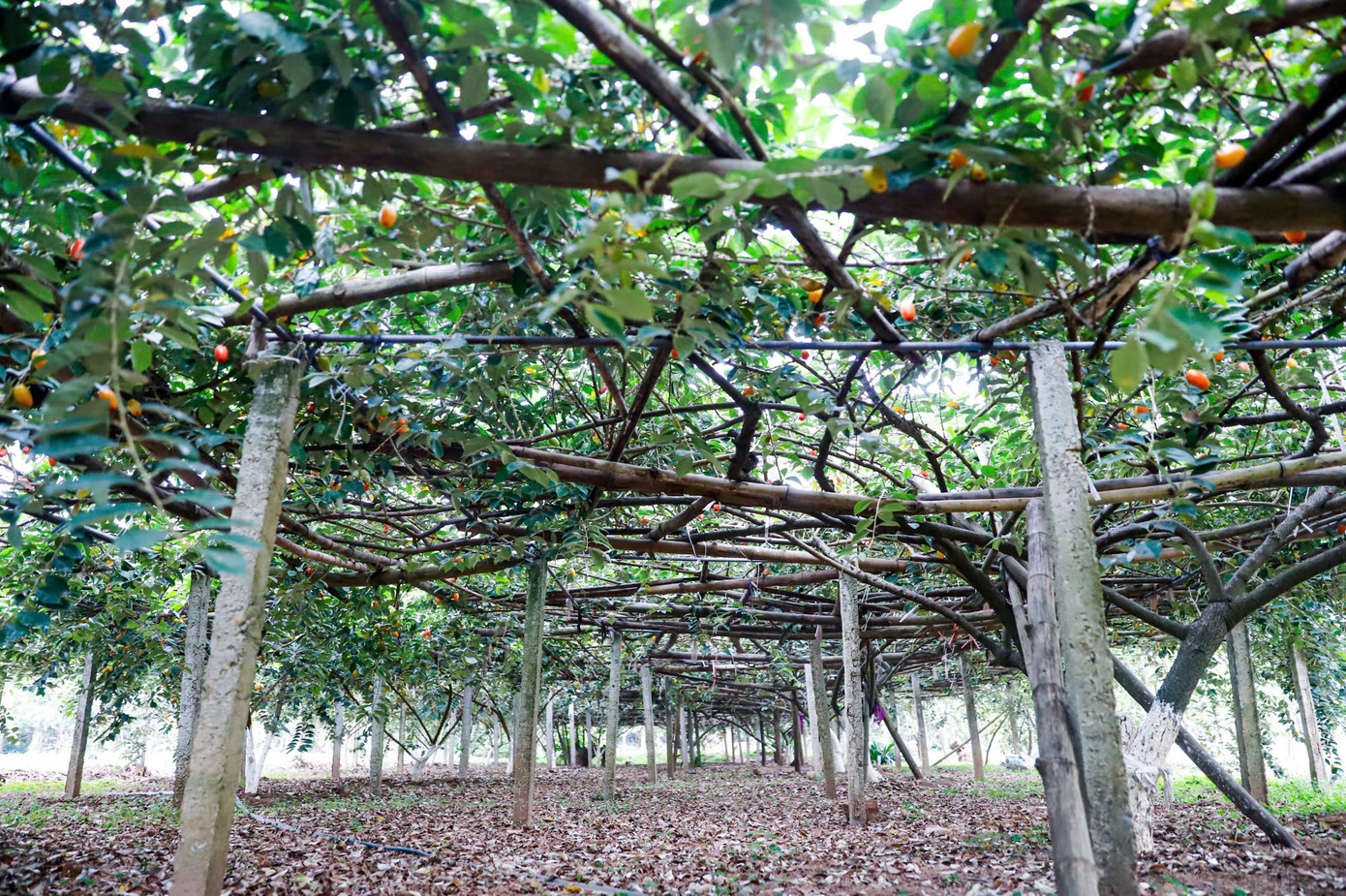 Người trồng nhót tại đây cho biết, năm nay, sản lượng nhót ước tính cao gấp 2-3 lần năm trước.