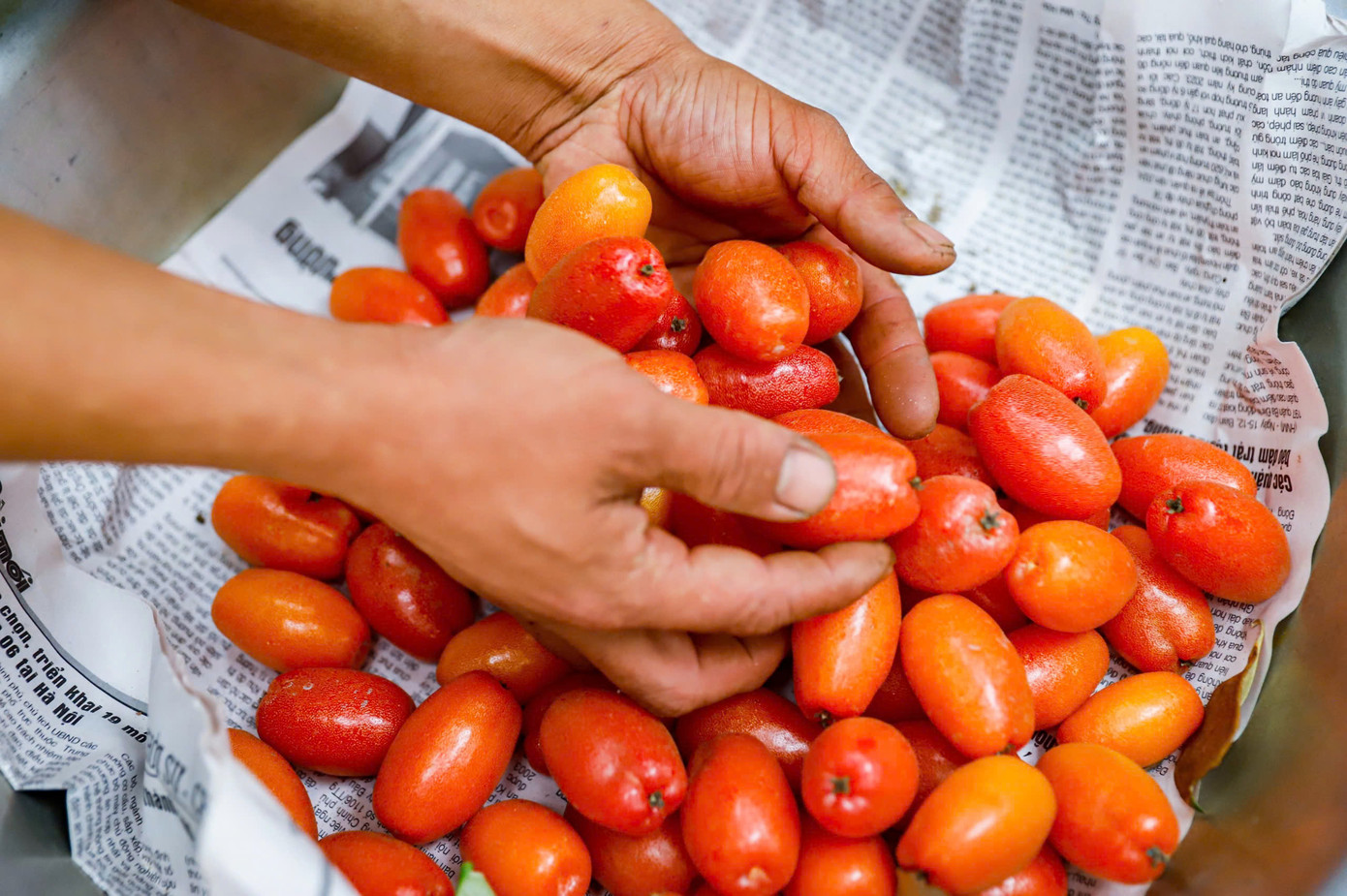 Sau khi đến tay thương lái, những quả nhót sẽ được chọn lọc, phân loại kỹ càng. Nhót loại 1 sẽ được xếp cẩn thận vào những hộp nhựa nhỏ có lót chống sốc với trọng lượng khoảng 300 - 500 gam/hộp. Nhót loại 2, 3 sẽ được xếp vào các thùng xốp và chuyển tới tay tiểu thương tại các chợ ở Hà Nội.