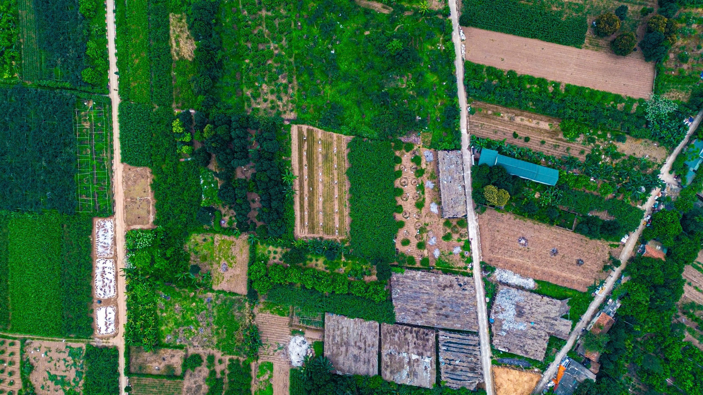 Khoảng đầu tháng 2 âm lịch hằng năm bắt đầu nhót có quả chín, nhưng năm nay nhót chín muộn hơn hơn nửa tháng nên người dân mới bắt đầu thu hoạch.