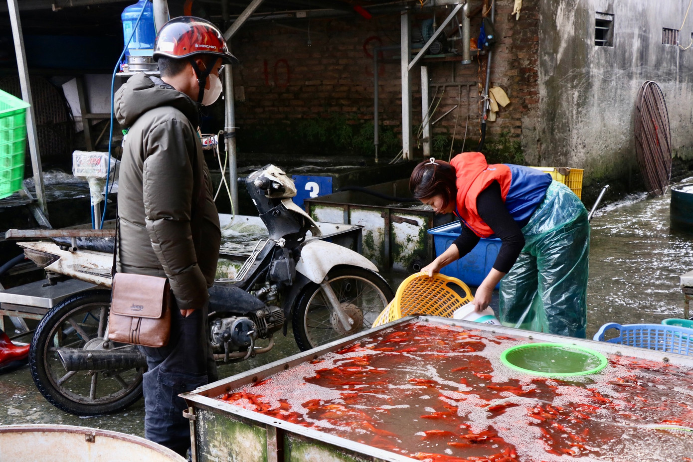 Các tiểu thương tại chợ cho biết, cá chép vàng chủ yếu được nhập về các tỉnh lân cận như Phú Thọ, Hải Dương, Nam Định... trong đó Nam Định là địa phương cung cấp lượng cá chép vàng lớn nhất cho chợ mỗi năm.