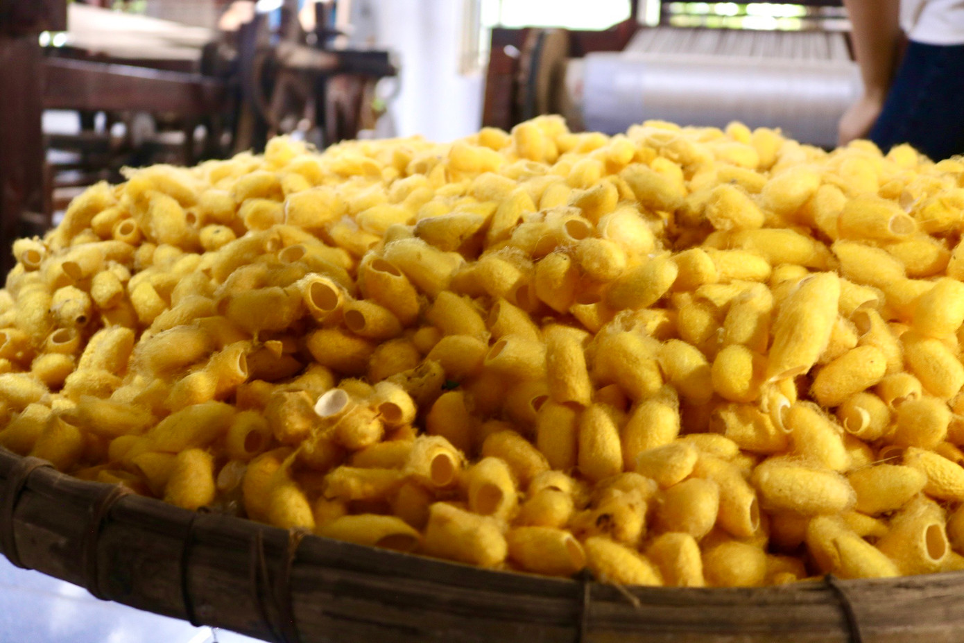 Kén tằm được cắt tách phần con và phần vỏ kén ra để chuẩn bị đưa vào nồi nấu trước khi kéo sợi. Phần nhộng sống được cắt từ kén ra cũng đem lại một nguồn thu nhập cho những hộ dân nơi đây. Kén tằm được cắt tách phần con và phần vỏ kén ra để chuẩn bị đưa vào nồi nấu trước khi kéo sợi. Phần nhộng sống được cắt từ kén ra cũng đem lại một nguồn thu nhập cho những hộ dân nơi đây.