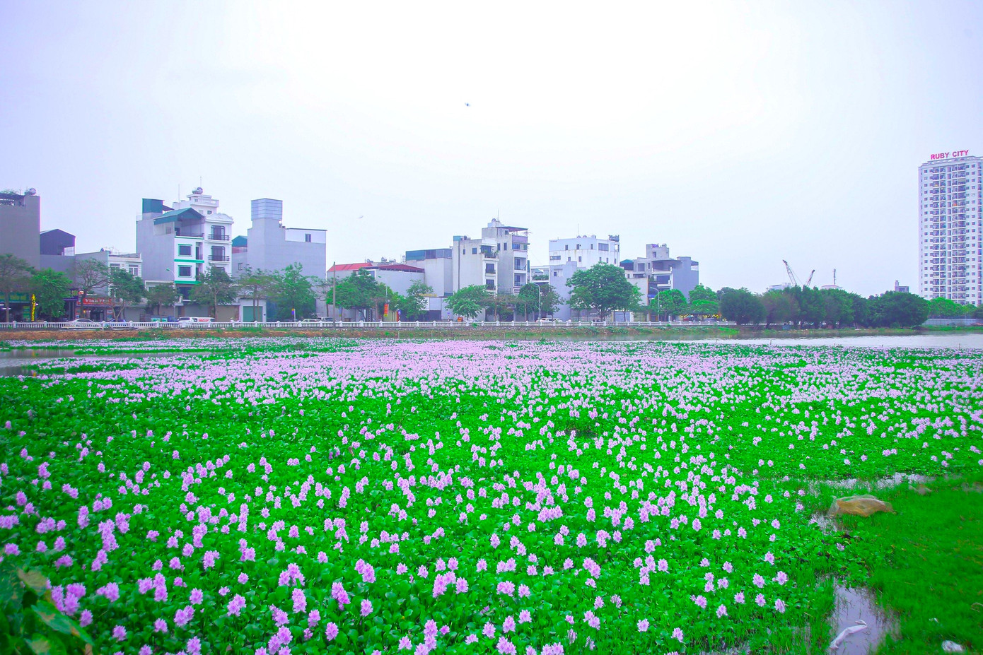 Những ngày gần đây, hoa lục bình nở rộ, trở thành điểm check-in yêu thích của giới trẻ Hà Thành. Những ngày gần đây, hoa lục bình nở rộ, trở thành điểm check-in yêu thích của giới trẻ Hà Thành.