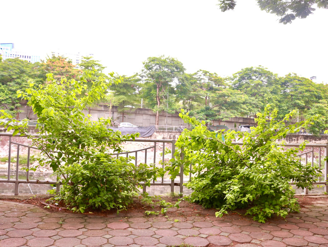 Tại những nơi không có vật cản, đè nén những cây hoa giấy phát triển tốt, vươn ngọn cao, xanh, thân cành mập mạp, lá tươi tốt.