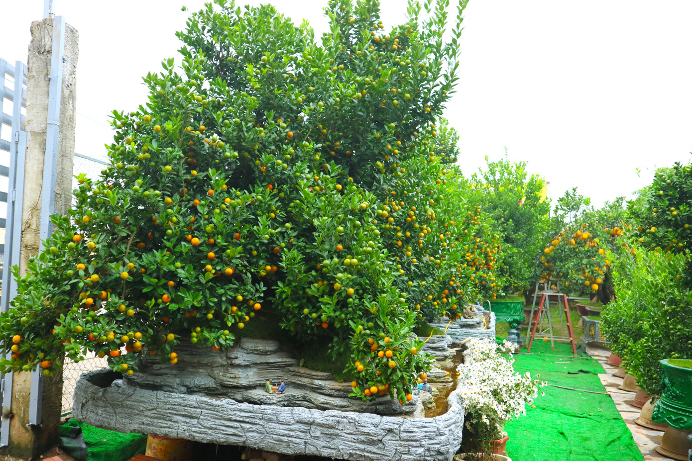 Những chậu quất ghép gỗ có dáng cực đẹp trị giá hàng chục triệu được các nhà vườn đặt nhiều kỳ vọng.