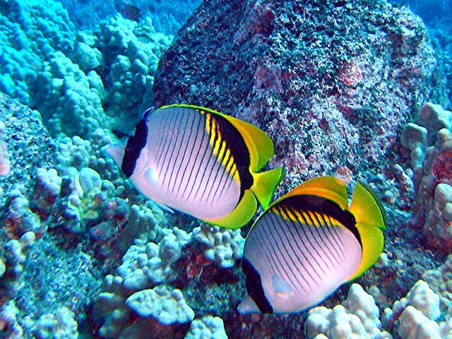 Cá cảnh biển là thế mạnh của tỉnh Bà Rịa-Vũng Tàu. Ảnh: Đan Nhi. Cá cảnh biển là thế mạnh của tỉnh Bà Rịa-Vũng Tàu. Ảnh: Đan Nhi.