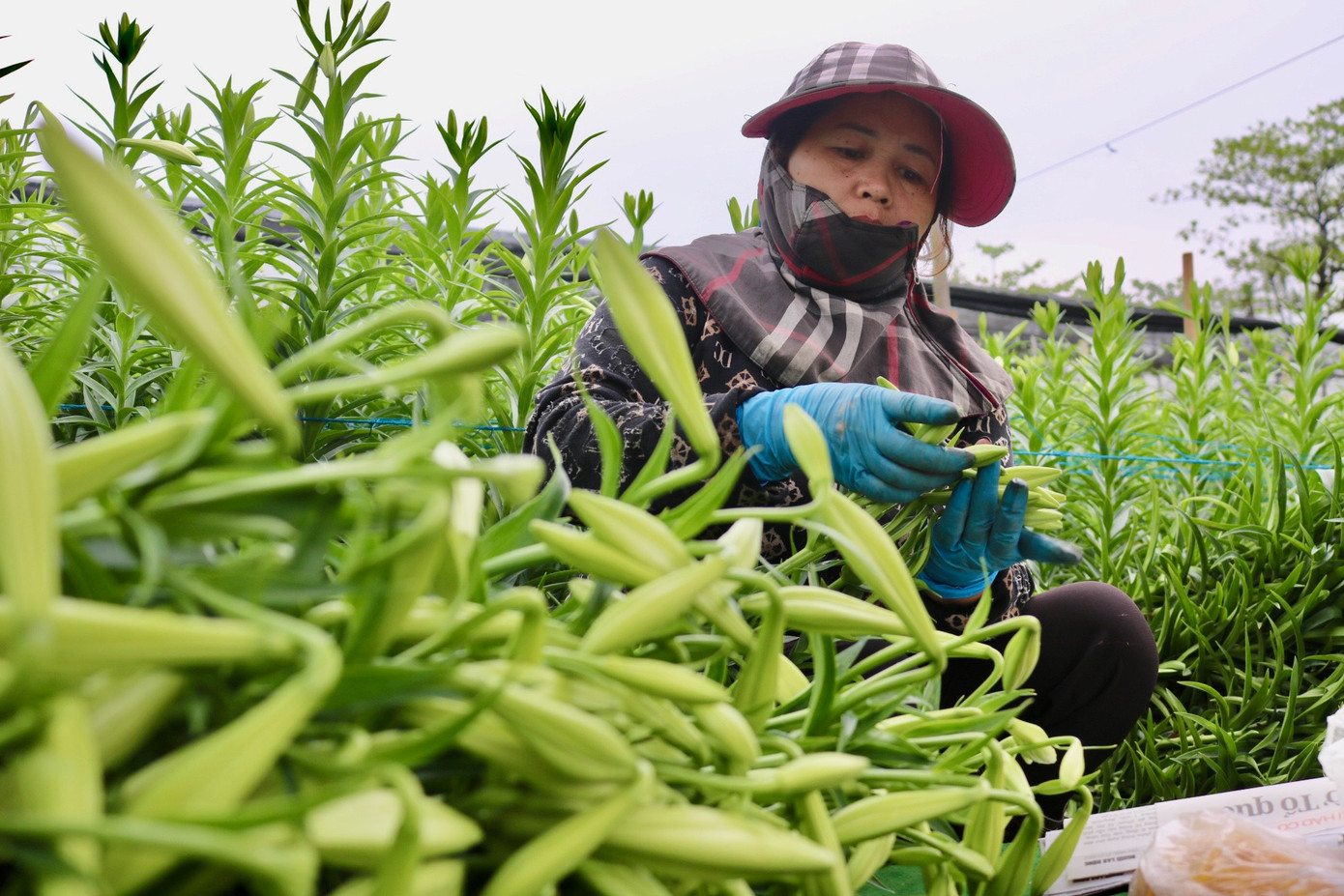 Sau khi thu hoạch, bà Nhàn ngồi bó luôn tại ruộng để thương lái đến lấy. Sau khi thu hoạch, bà Nhàn ngồi bó luôn tại ruộng để thương lái đến lấy.