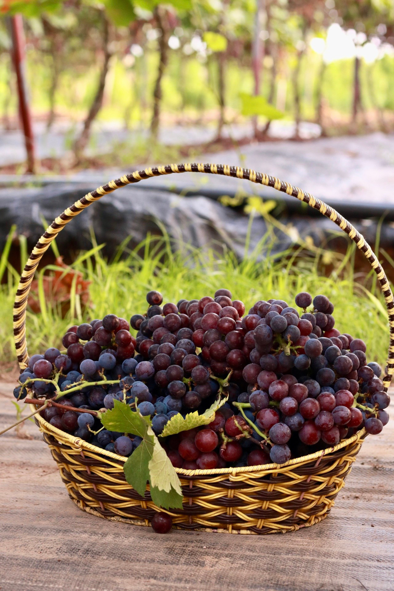 Giá nho hạ đen tại vườn dao động từ 150.000 - 160.000 đồng/kg nhưng vẫn rất đắt khách. Nhiều du khách khi đến đây trải nghiệm, check in còn mua nho về để ăn, làm quà...