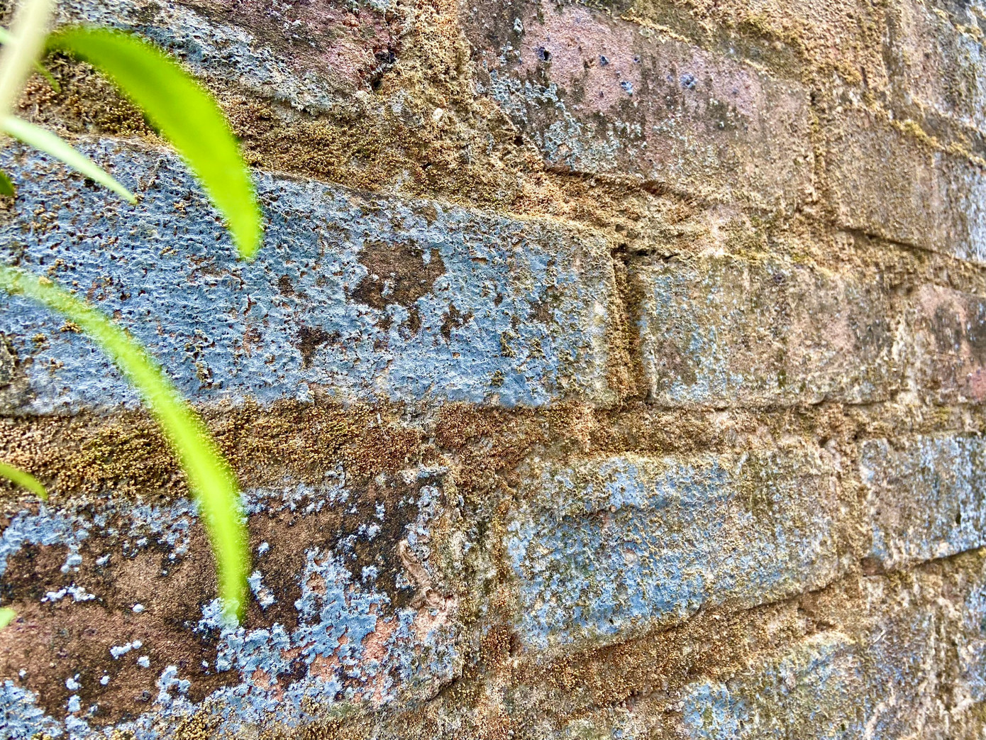 Tường được làm bằng gạch đỏ để trần tạo nên nét cổ kính, mộc mạc cho con ngõ.