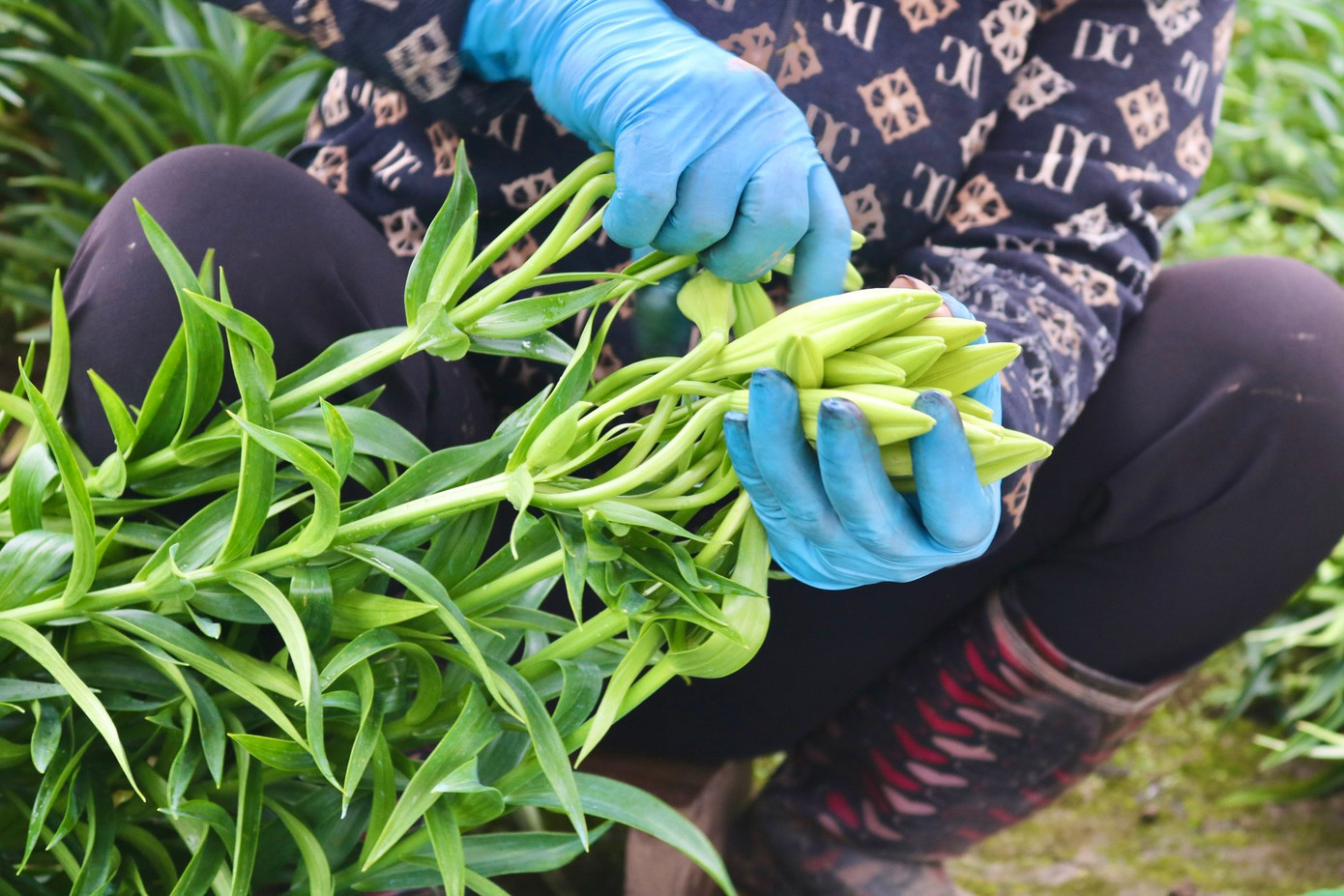 Sau khi thu hoạch, bà Nhàn ngồi bó luôn tại ruộng để thương lái đến lấy. Sau khi thu hoạch, bà Nhàn ngồi bó luôn tại ruộng để thương lái đến lấy.