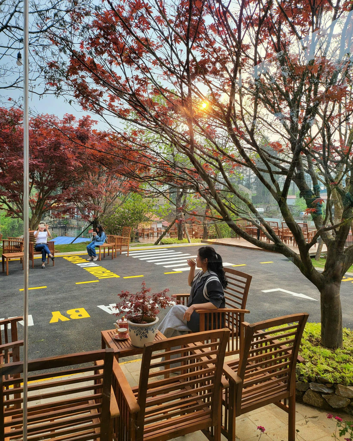 Tất cả 3 cây phong lá đỏ đều được chuyển từ Nhật về, trong đó có cây tuổi đời lên đến 100 năm.