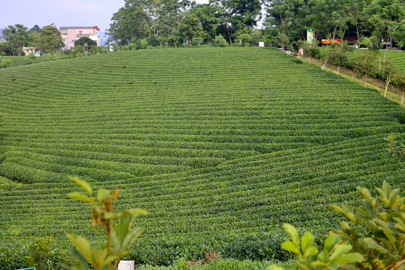 Đồi chè ở đây mênh mông, trải dài tít tắp với hình dáng uốn lượn như những thửa ruộng bậc thang đầy quyến rũ. Người nông dân đã dành ra cả hàng chục năm để có được những thửa ruộng đẹp như ngày hôm nay.
