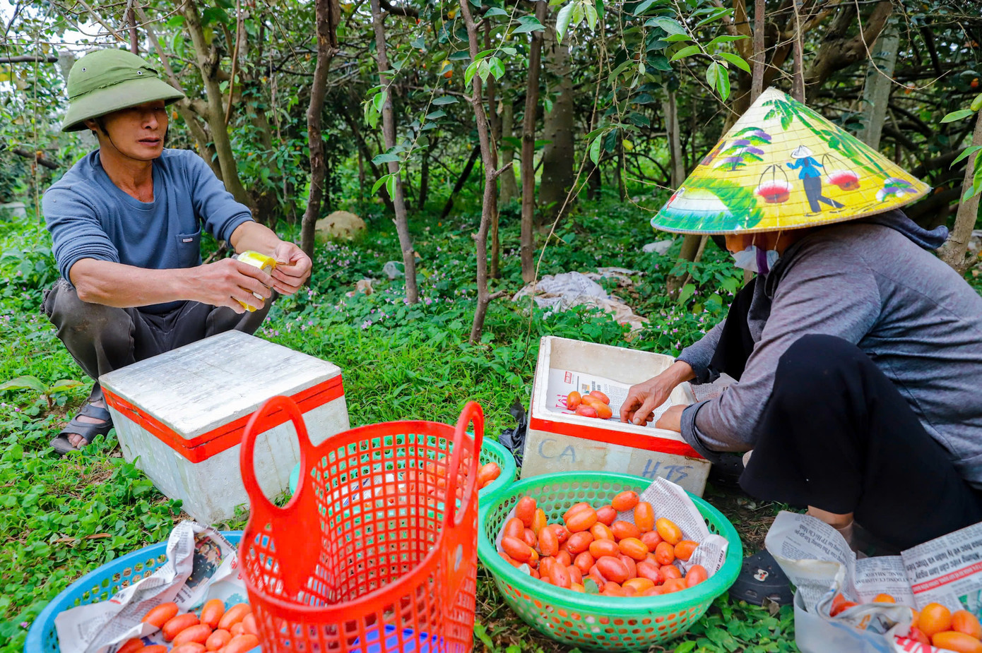 Sau khi hái, người dân sẽ đóng vào thùng xốp để vận chuyển đến cho thương lái.