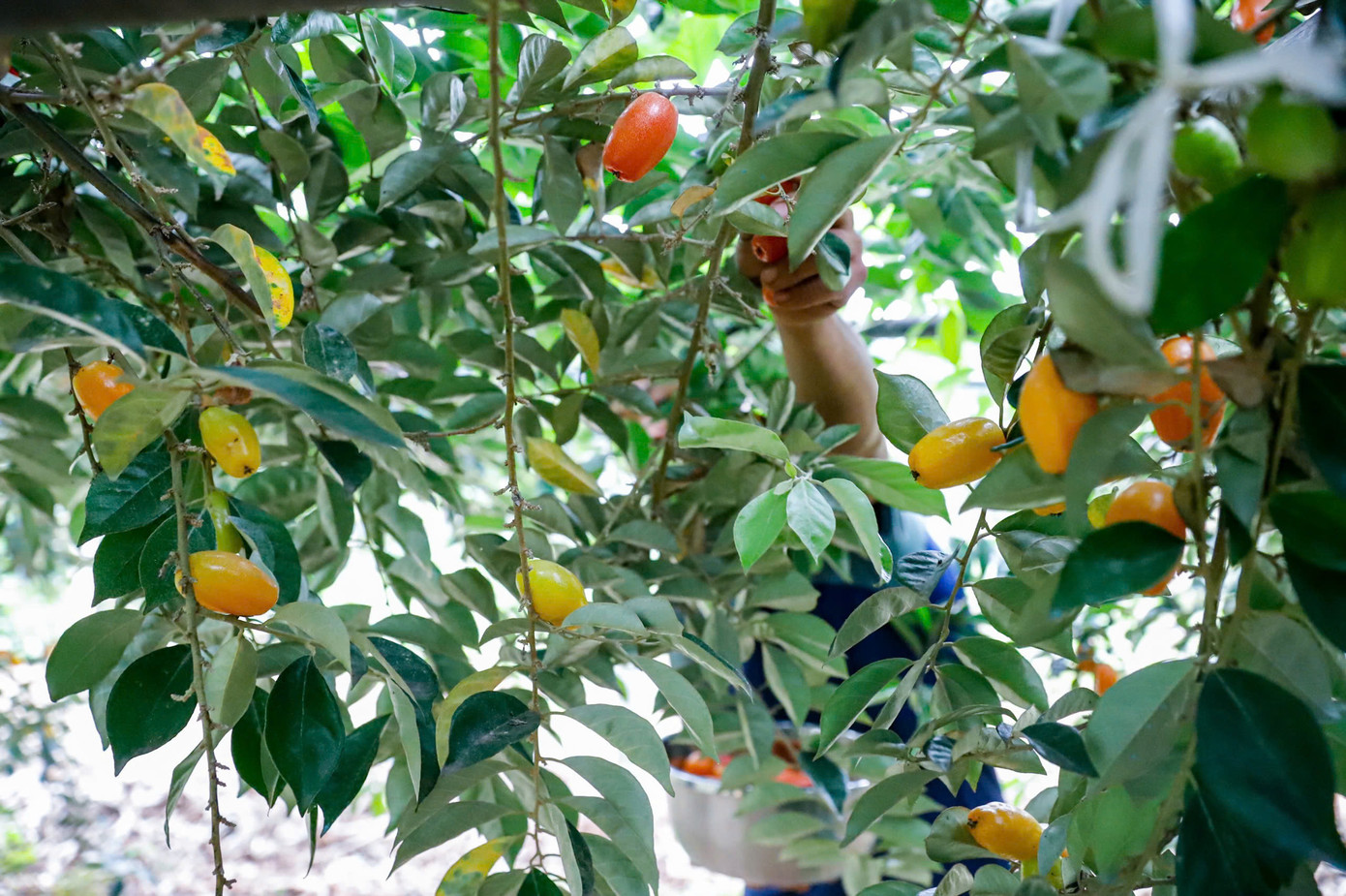 Anh Nguyễn Đức Tiến - người trồng nhót ở xã Hiệp Thuận - cho biết: "Thông thường nhót sẽ chín vào độ tháng 2 âm lịch nhưng năm nay, nhót chín muộn hơn với năm trước khoảng 20 ngày tuy nhiên sản lượng nhót lại cao. Nhót năm nay được mùa nên quả to, đẹp, sản lượng quả ước tính gấp 2-3 lần năm trước".