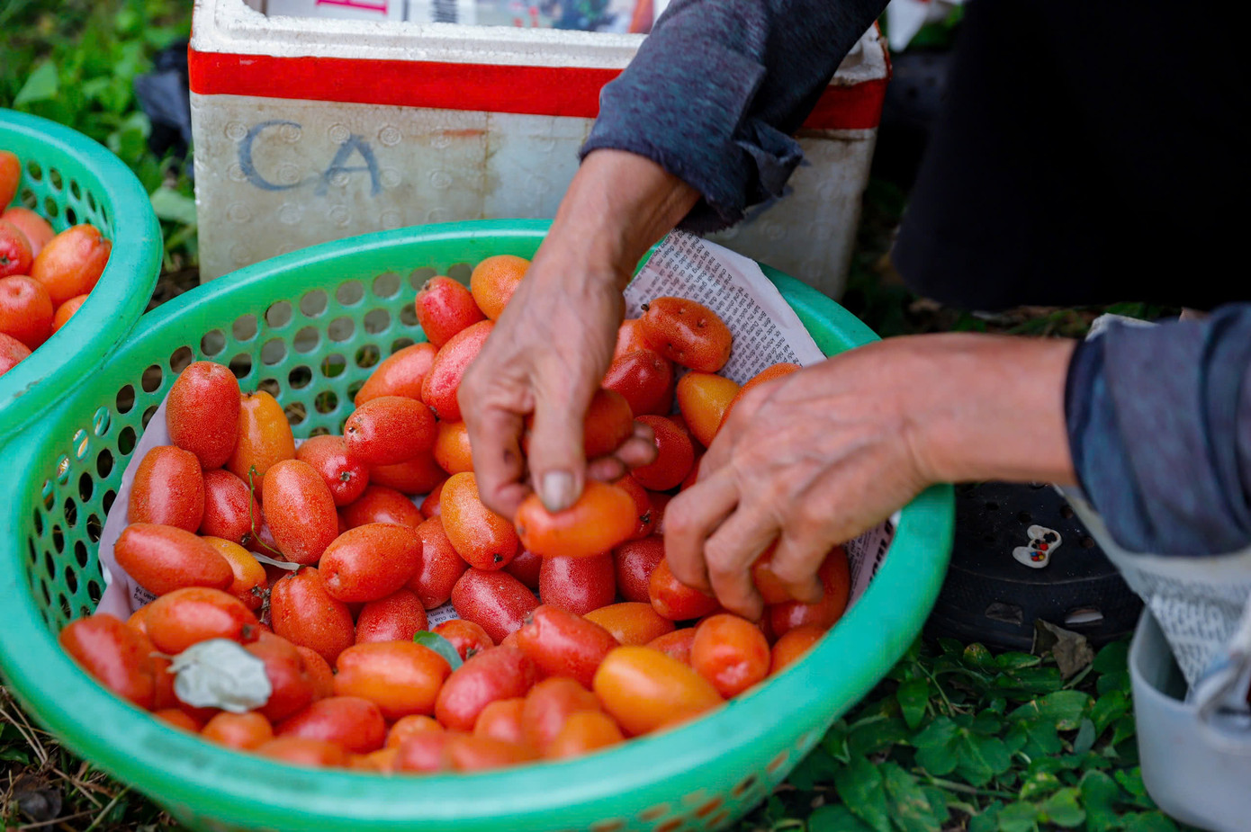 Giá nhót đầu vụ thường cao hơn nên thời điểm này, những nhà vườn bắt đầu thu hoạch những lứa đầu tiên, giá tại vườn dao động từ 25.000 - 30.000 đồng/kg. Theo người dân, đến tầm giữa vụ giá bắt đầu giảm chỉ còn khoảng 15.000 - 20.000 đồng/kg.